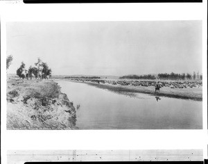 Herd of cattle being led by a river at Big Dry camp, Montana, ca.1890