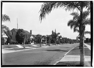 Palm trees lining an unidentified residential street