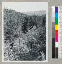 Redwood region. Same view as 7346 but with camera set for 25' distance; while 7346 was taken with camera set for 100 feet. 2/23/46. E. F