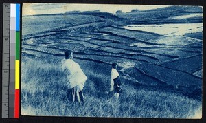 Rice fields, Madagascar, ca.1920-1940