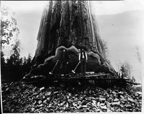 Logging, Cutting Mark Twain Tree, 1891. Left: Bill Mills; Right: S.G. Phipps. Historic Individuals