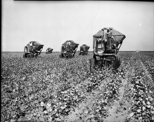 Several Mechanical Cotton Pickers in the Fields of Cotton