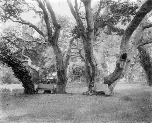 Photograph by Taber of oak trees at Mills College