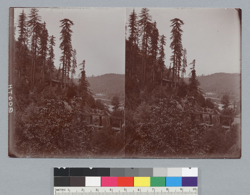 Grove with cabin and railroad tracks, Bohemian Grove. [photographic prints]