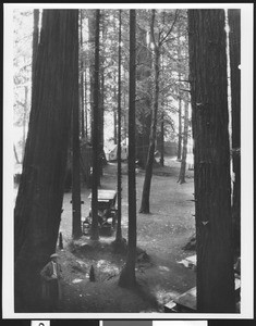 Automobile by a small crater and Redwood trees in Henry Cowell Park, ca.1900