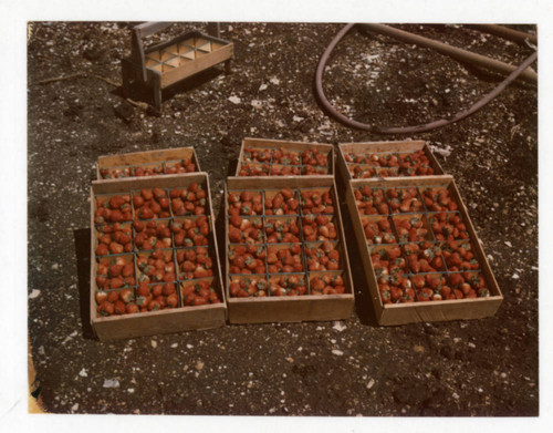 Boxes of Strawberries