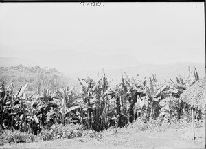 Banana plantation in the mountains, Tanzania, ca.1893-1920