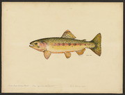 South fork golden trout (Salmo aguabonita Jordan)