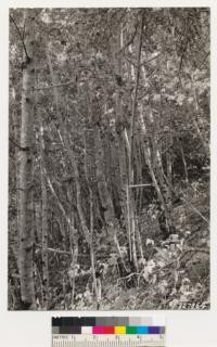El Sereno Ridge. Interior view of California laurel woodland. Litter 3" deep. Height 35'. Understory species: Rhus diversiloba, woodfern, Interior live oak, Photinia arbutifolia