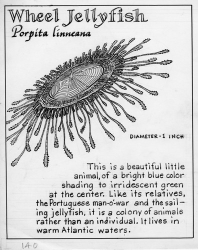 Wheel jellyfish: Porpita linneana (illustration from "The Ocean World")