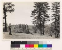 Pine Ridge. Looking NE. Shows ponderosa pine-California black oak-grass type. Note charred stump, mute evidence of disappearance of pine by attrition due to fires. Santa Clara Co