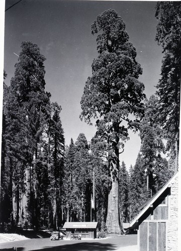 Sentinel Tree, Ranger Stations