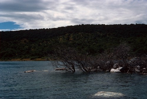 Rock and tree outcropping on shore of Lake Tanganyika