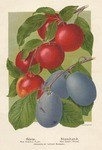 Glow, new hybrid plum, Standard, new sweet prune, produced by Luther Burbank