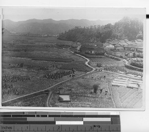 Harvesting rice at Lim Tshai, China, 1931