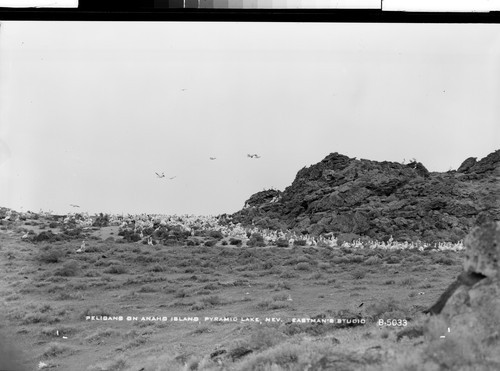 Pelicans on Anaho Island, Pyramid Lake, Nev