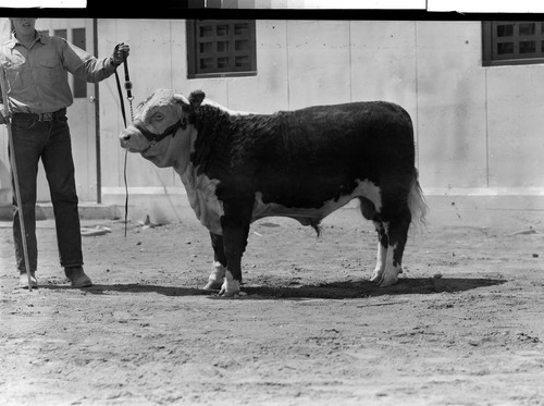 Bull at Fair