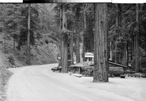 Lane's Flat on the Redwood Highway, Calif