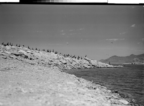 Cormorants at Pyramid Lake, Nev