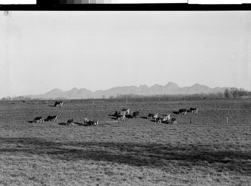 Near Colusa, Calif