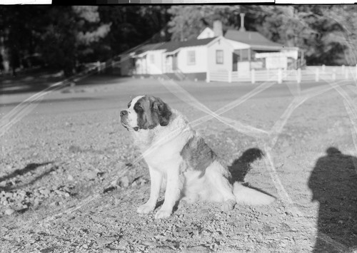 Bumpas at St. Bernard Lodge, Mill Creek, Calif. Ph. Alpine 8-3903