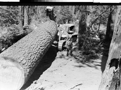 Red River Lumber Company Humbug Logging Operation