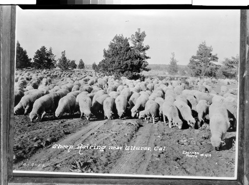 Sheep Raising near Alturas, Cal