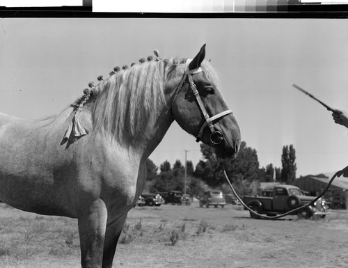 Shasta Cascade Horse