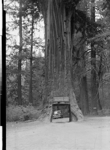 Chandelier Tree, Underwood Park, Calif