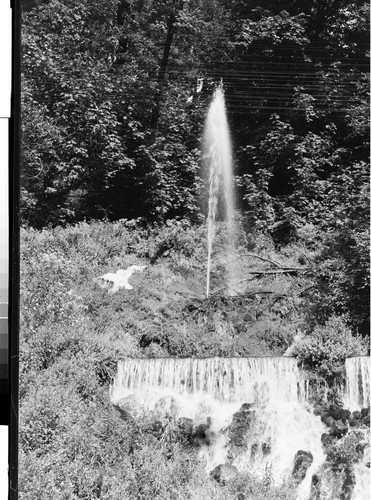 Geyser at Shasta Springs, California