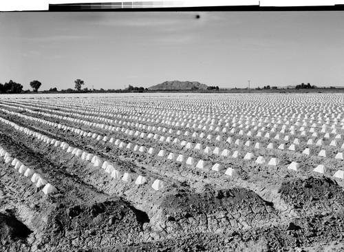 Melon field near Yuma, Arizona