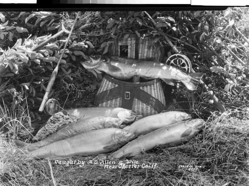 Caught by A. D. Allen and wife near Chester, Cal