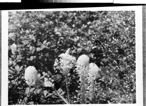 Elk Grass Forks of Salmon, Calif