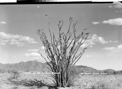 Ocotillo on the Arizona Desert