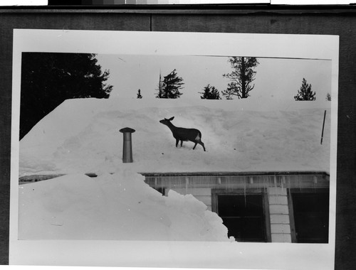 Josephine, Deer Creek Lodge, Mill Creek, Calif