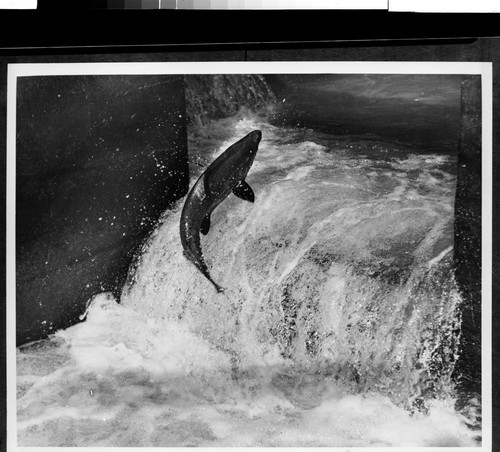 Salmon, jumping the rapids