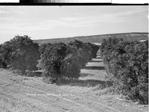 Orange grove near Oroville, California