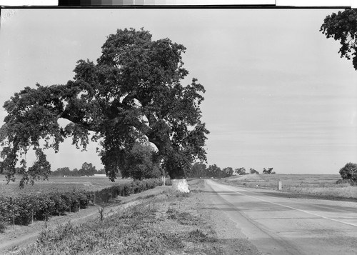 Tehama County