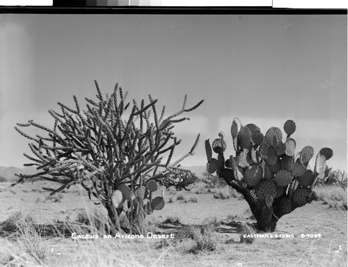 Cactus on Arizona Desert