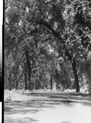 In Bidwell Park, Chico, Calif