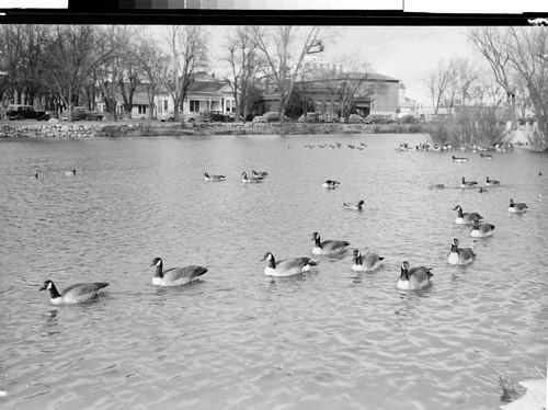 On the Truckee River at Reno, Nevada