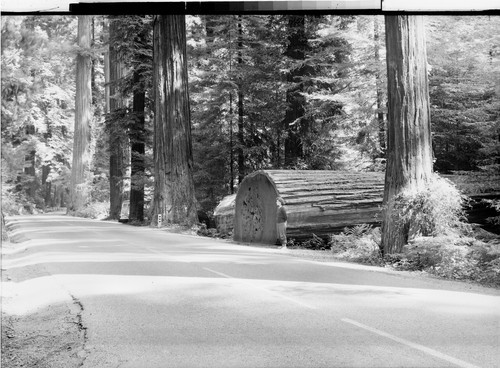 A Fallen Giant Redwood of Calif