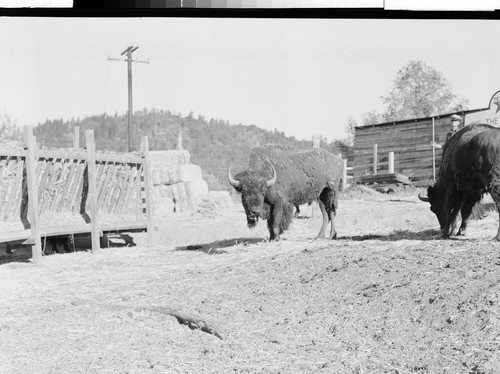 The Buffalo Ranch near Redding, Calif