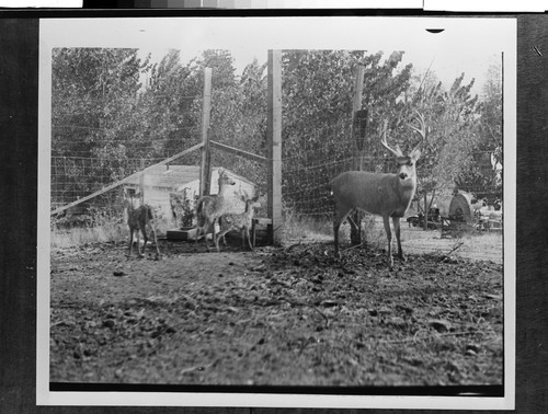 The Buffalo Ranch Near Redding, Calif