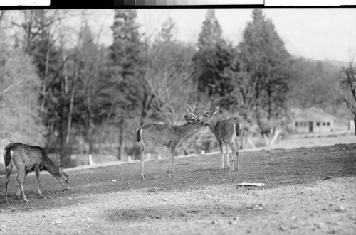 In Lithia Park, Ashland, Oregon