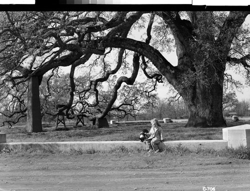 The Hooker Oak, Chico