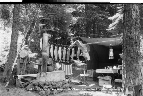 Trout Taken at Lassen View Camp on Lake Almanor near Westwood, Calif