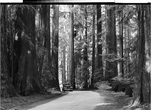 Deep in the Redwoods of Calif