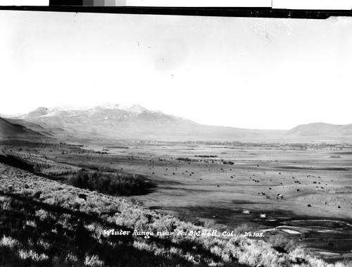 Winter Range near Ft. Bidwell, Cal
