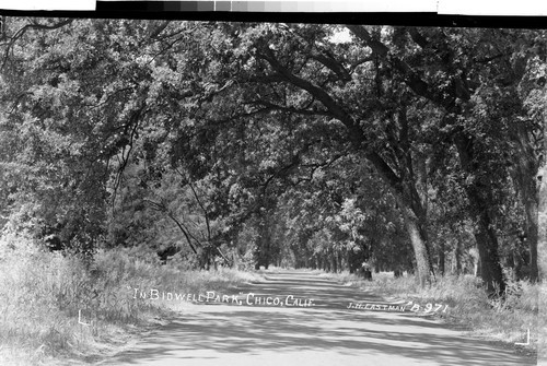 "In Bidwell Park," Chico, Calif